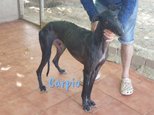 CARPIO, Hund, Galgo Español in Spanien - Bild 5