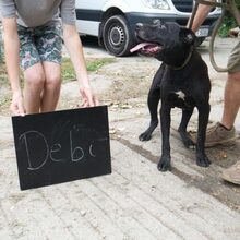 DEBI, Hund, Labrador-Mix in Mommenheim - Bild 2
