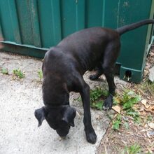 DEBI, Hund, Labrador-Mix in Mommenheim - Bild 3