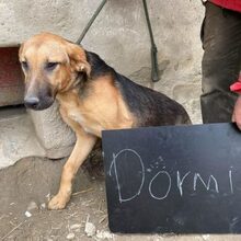 DÖRMI, Hund, Deutscher Schäferhund-Mix in Mommenheim - Bild 4