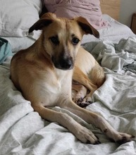 MOLLY, Hund, Mischlingshund in Unterföhring - Bild 1