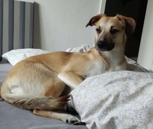 MOLLY, Hund, Mischlingshund in Unterföhring - Bild 2
