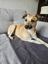 MOLLY, Hund, Mischlingshund in Unterföhring - Bild 3