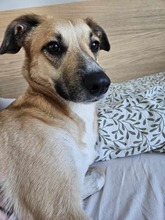 MOLLY, Hund, Mischlingshund in Unterföhring - Bild 4