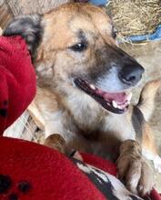 GOODBOY, Hund, Mischlingshund in Rumänien - Bild 1