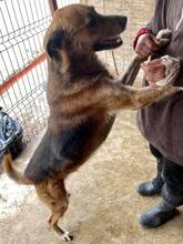 GOODBOY, Hund, Mischlingshund in Rumänien - Bild 2