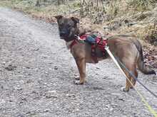 KARAMBA, Hund, Mischlingshund in Brunnthal - Bild 1