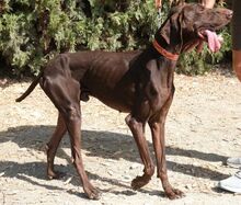 TROODOS, Hund, Mischlingshund in Zypern - Bild 2