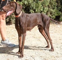 TROODOS, Hund, Mischlingshund in Zypern - Bild 3
