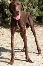 TROODOS, Hund, Mischlingshund in Zypern - Bild 5