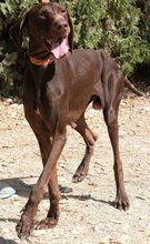 TROODOS, Hund, Mischlingshund in Zypern - Bild 6