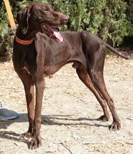 TROODOS, Hund, Mischlingshund in Zypern - Bild 8
