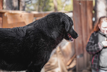 MINA, Hund, Mischlingshund in Bulgarien - Bild 10