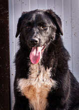 MINA, Hund, Mischlingshund in Bulgarien - Bild 4