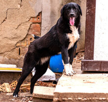 MINA, Hund, Mischlingshund in Bulgarien - Bild 5