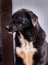 MINA, Hund, Mischlingshund in Bulgarien - Bild 6