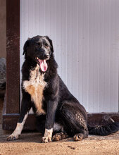 MINA, Hund, Mischlingshund in Bulgarien - Bild 7
