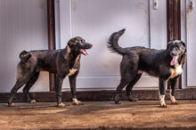 MINA, Hund, Mischlingshund in Bulgarien - Bild 8