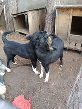 MINA, Hund, Mischlingshund in Bulgarien - Bild 9