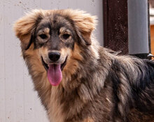 MIRELA, Hund, Mischlingshund in Bulgarien - Bild 1