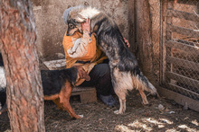 MIRELA, Hund, Mischlingshund in Bulgarien - Bild 11