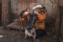 MIRELA, Hund, Mischlingshund in Bulgarien - Bild 12