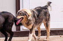 MIRELA, Hund, Mischlingshund in Bulgarien - Bild 2