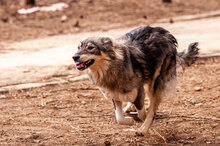 MIRELA, Hund, Mischlingshund in Bulgarien - Bild 3