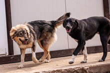 MIRELA, Hund, Mischlingshund in Bulgarien - Bild 5