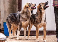 MIRELA, Hund, Mischlingshund in Bulgarien - Bild 6