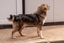 MIRELA, Hund, Mischlingshund in Bulgarien - Bild 8