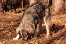 MIRELA, Hund, Mischlingshund in Bulgarien - Bild 9