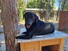 MARTY, Hund, Mischlingshund in Bulgarien - Bild 10