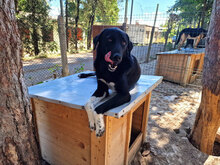 MARTY, Hund, Mischlingshund in Bulgarien - Bild 2
