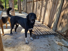 MARTY, Hund, Mischlingshund in Bulgarien - Bild 3