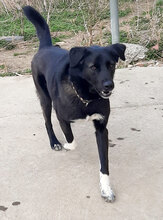 MARTY, Hund, Mischlingshund in Bulgarien - Bild 4