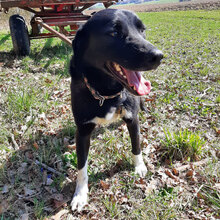 MARTY, Hund, Mischlingshund in Bulgarien - Bild 5