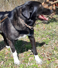 MARTY, Hund, Mischlingshund in Bulgarien - Bild 6