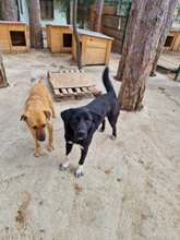 MARTY, Hund, Mischlingshund in Bulgarien - Bild 7