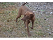 COCOA, Hund, Mischlingshund in Rumänien - Bild 10