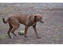 COCOA, Hund, Mischlingshund in Rumänien - Bild 8