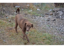 COCOA, Hund, Mischlingshund in Rumänien - Bild 9