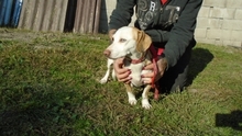 SUSHI, Hund, Dackel-Mix in Ungarn - Bild 1