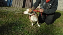 SUSHI, Hund, Dackel-Mix in Ungarn - Bild 5