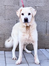 DUKE, Hund, Mischlingshund in Slowakische Republik - Bild 13
