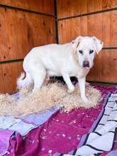 DUKE, Hund, Mischlingshund in Slowakische Republik - Bild 6
