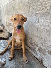 SANDER, Hund, Mischlingshund in Spanien - Bild 1
