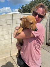 SANDER, Hund, Mischlingshund in Spanien - Bild 2
