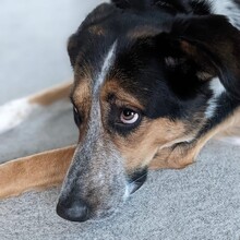 MILOW, Hund, Mischlingshund in Planegg - Bild 3