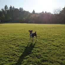 MILOW, Hund, Mischlingshund in Planegg - Bild 6